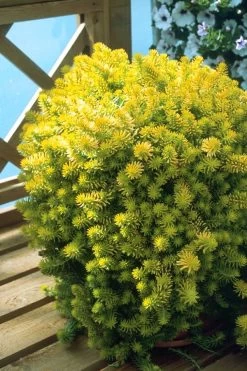 Angelina Sedum - 5 Pack Of 4" Pots -Shrub Plant Shop Sedum Rupestre Angelina 8