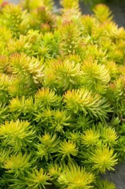 Angelina Sedum - 10 Count Flat Of 4" Pots