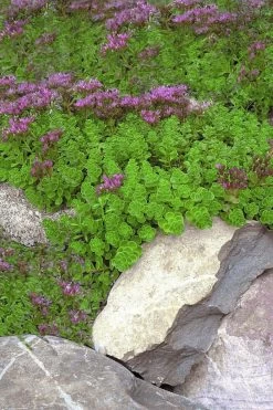 John Creech Sedum - 10 Count Flat Of 4" Pots 12 John Creech Sedum - 10 Count Flat Of 4" Pots -Shrub Plant Shop Sedum Spurium John Creech 1
