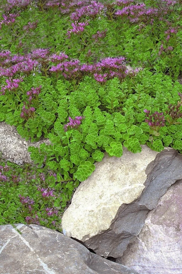 John Creech Sedum - 10 Count Flat Of 4" Pots 6 John Creech Sedum - 10 Count Flat Of 4" Pots - Image 6