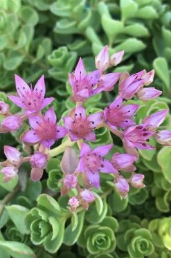 John Creech Sedum - 10 Count Flat Of 4" Pots 13 John Creech Sedum - 10 Count Flat Of 4" Pots -Shrub Plant Shop Sedum Spurium John Creech 3