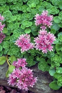 John Creech Sedum - 10 Count Flat Of 4" Pots