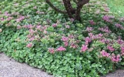 John Creech Sedum - 10 Count Flat Of 4" Pots 10 John Creech Sedum - 10 Count Flat Of 4" Pots -Shrub Plant Shop Sedum Spurium John Creech 6