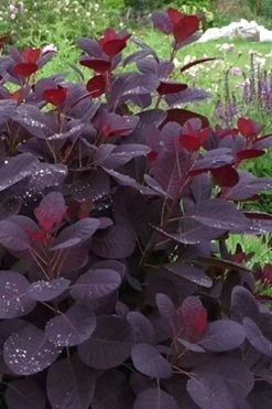 Royal Purple Smoke Tree (TREE FORM) - 5 Gallon Pot 17 Royal Purple Smoke Tree (TREE FORM) - 5 Gallon Pot -Shrub Plant Shop Smoke Tree Royal Purple 11
