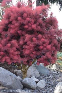 Royal Purple Smoke Tree (TREE FORM) - 5 Gallon Pot 14 Royal Purple Smoke Tree (TREE FORM) - 5 Gallon Pot -Shrub Plant Shop Smoke Tree Royal Purple 12