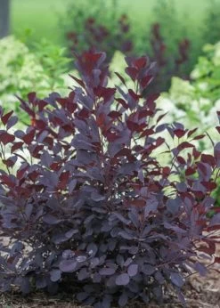 Winecraft Black Smokebush - Cotinus Coggygria - 5 Gallon Pot -Shrub Plant Shop Smokebush Winecraft Black 1