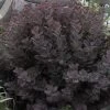 Winecraft Black Smokebush - Cotinus Coggygria - 5 Gallon Pot