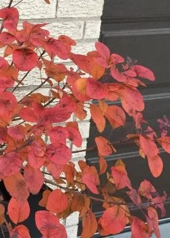 Winecraft Black Smokebush - Cotinus Coggygria - 5 Gallon Pot -Shrub Plant Shop Smokebush Winecraft Black 5