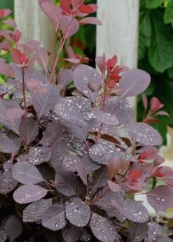 Winecraft Black Smokebush - Cotinus Coggygria - 5 Gallon Pot -Shrub Plant Shop Smokebush Winecraft Black 6