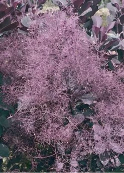Winecraft Black Smokebush - Cotinus Coggygria - 5 Gallon Pot -Shrub Plant Shop Smokebush Winecraft Black 9