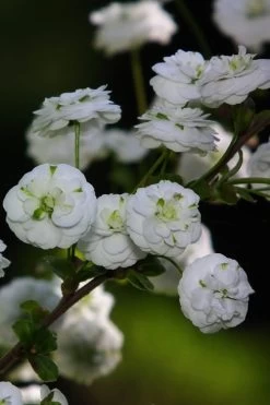 Plena Double Bridal Wreath Spirea (Spirea Prunifolia) - 3 Gallon Pot -Shrub Plant Shop Spirea Bridal Wreath Plena 1