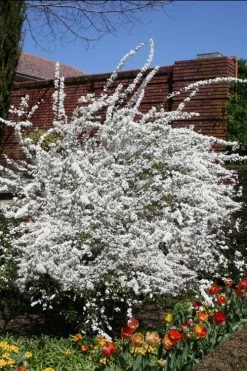 Plena Double Bridal Wreath Spirea (Spirea Prunifolia) - 3 Gallon Pot -Shrub Plant Shop Spirea Bridal Wreath Plena 3