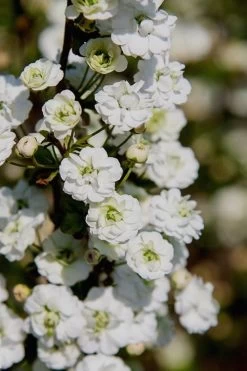 Plena Double Bridal Wreath Spirea (Spirea Prunifolia) - 3 Gallon Pot