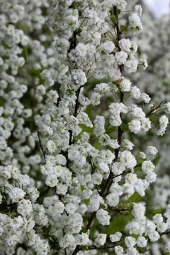 Plena Double Bridal Wreath Spirea (Spirea Prunifolia) - 3 Gallon Pot -Shrub Plant Shop Spirea Bridal Wreath Plena 6