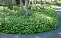 Creeping St Johns Wort - Hypericum Calycinum - 6 Pack Of Pint Pots 9 Creeping St Johns Wort - Hypericum Calycinum - 6 Pack Of Pint Pots -Shrub Plant Shop St Johns Wort 1