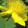Creeping St Johns Wort - Hypericum Calycinum - 6 Pack Of Pint Pots