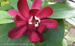Aphrodite Sweetshrub (Carolina Allspice) - Calycanthus - 1 Gallon Pot -Shrub Plant Shop Sweet Shrub Aphrodite 50