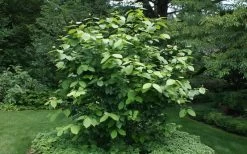 Aphrodite Sweetshrub (Carolina Allspice) - Calycanthus - 1 Gallon Pot -Shrub Plant Shop Sweet Shrub Aphrodite Shrub