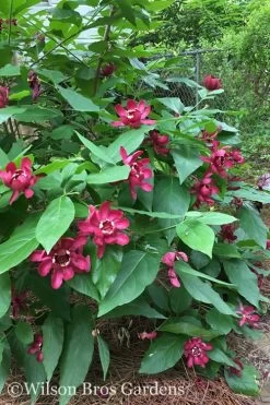 Aphrodite Sweetshrub (Carolina Allspice) - Calycanthus - 1 Gallon Pot -Shrub Plant Shop Sweetshrub Aphrodite 20