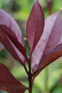 Apricot Echo Tea Olive - Osmanthus Fragrans Aurantiacus - 1 Gallon Pot -Shrub Plant Shop Tea Olive Apricot Echo 4