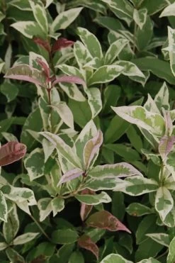 Pink Flush Variegated Tea Olive (Osmanthus Fragrans 'Yinbi Shuanghui') - Quart Pot -Shrub Plant Shop Tea Olive Yinbi Shuanghui Variegated 2 4