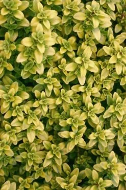 Archers Gold Lemon Thyme - Thymus Citriodorus - 10 Pack Of Pint Pots -Shrub Plant Shop Thyme Archers Gold Rev 500x750 1