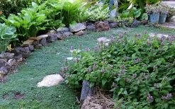 Elfin Creeping Thyme (Thymus Serpyllum 'Elfin') - 5 Pack Of Pint Pots 10 Elfin Creeping Thyme (Thymus Serpyllum 'Elfin') - 5 Pack Of Pint Pots -Shrub Plant Shop Thyme Elfin 10 1