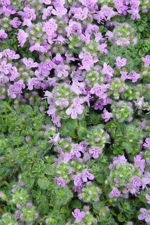 Elfin Creeping Thyme (Thymus Serpyllum 'Elfin') - 5 Pack Of Pint Pots 6 Elfin Creeping Thyme (Thymus Serpyllum 'Elfin') - 5 Pack Of Pint Pots - Image 6