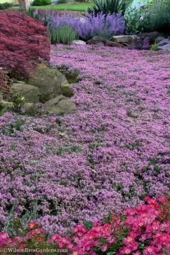 Pink Chintz Thyme - Thymus Serpyllum - 6 Pack Of Pint Pots -Shrub Plant Shop Thyme Pink Chintz 10 1