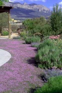 Pink Chintz Thyme - Thymus Serpyllum - 6 Pack Of Pint Pots