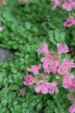 Pink Chintz Thyme - Thymus Serpyllum - 6 Pack Of Pint Pots -Shrub Plant Shop Thyme Pink Chintz 5 1