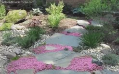 Creeping Mother Of Thyme (Thymus Serpyllum) - 5 Pack Of Quart Pots -Shrub Plant Shop Thyme Pink Chintz 8