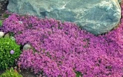 Red Creeping Thyme (Thymus Praecox 'Coccineus') - 6 Pack Of Pint Pots -Shrub Plant Shop Thyme Red Creeping 10