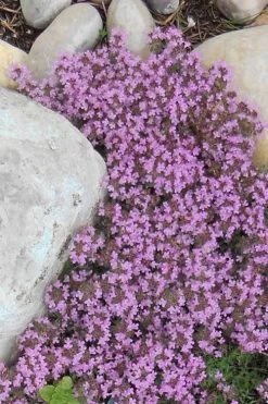 Creeping Mother Of Thyme (Thymus Serpyllum) - 5 Pack Of Quart Pots -Shrub Plant Shop Thyme Red Creeping 12