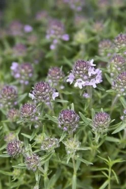 Spicy Orange Thyme - 6 Pack Of Pint Pots -Shrub Plant Shop Thyme Spicy Orange 10