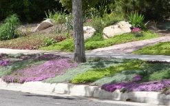 Woolly Creeping Thyme (Thymus Lanuginosis) - 6 Pack Of Pint Pots -Shrub Plant Shop Thymus mixture 1 1