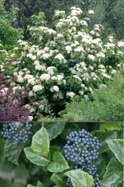 All That Glows Arrowwood Viburnum - 2 Gallon Pot -Shrub Plant Shop Viburnum All That Glows 4