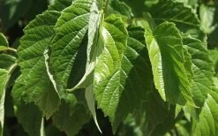 Chicago Luster Arrowwood Viburnum - 3 Gallon Pot 12 Chicago Luster Arrowwood Viburnum - 3 Gallon Pot -Shrub Plant Shop Viburnum Chicago Luster 1