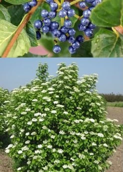 Chicago Luster Arrowwood Viburnum - 3 Gallon Pot 11 Chicago Luster Arrowwood Viburnum - 3 Gallon Pot -Shrub Plant Shop Viburnum Chicago Luster 3