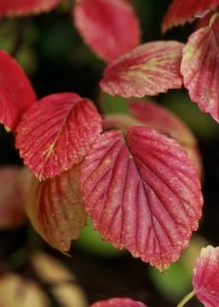 Chicago Luster Arrowwood Viburnum - 3 Gallon Pot 13 Chicago Luster Arrowwood Viburnum - 3 Gallon Pot -Shrub Plant Shop Viburnum Chicago Luster 4