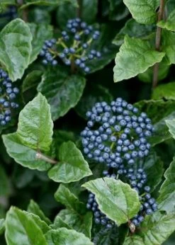 All That Glows Arrowwood Viburnum - 2 Gallon Pot -Shrub Plant Shop Viburnum Chicago Luster 5