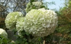 Chinese Snowball Viburnum Bush - 7 Gallon Pot (3-4') -Shrub Plant Shop Viburnum Chinese Snowball Bloom Green 2