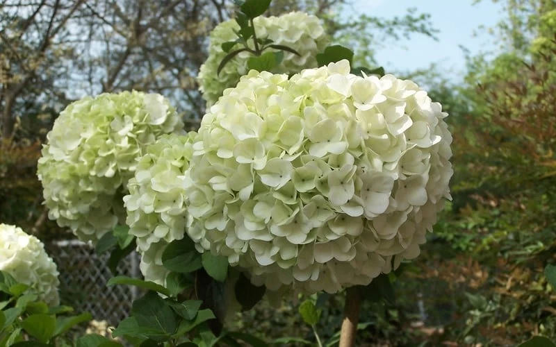 Chinese Snowball Viburnum Bush - 3 Gallon Pot 5 Chinese Snowball Viburnum Bush - 3 Gallon Pot - Image 5