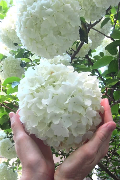 Chinese Snowball Viburnum Bush - 3 Gallon Pot 1 Chinese Snowball Viburnum Bush - 3 Gallon Pot
