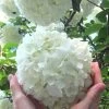 Chinese Snowball Viburnum Bush - 6 Pack Of 1 Gallon Pots