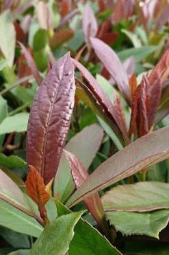 Coppertop Sweet Viburnum - 3 Gallon Pot 7 Coppertop Sweet Viburnum - 3 Gallon Pot -Shrub Plant Shop Viburnum Coppertop 3