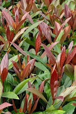 Coppertop Sweet Viburnum - 2 Gallon Pot