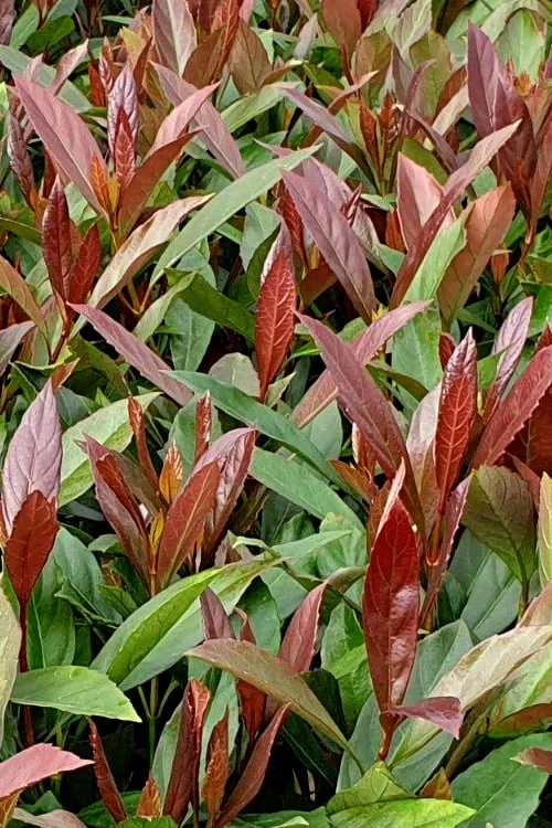 Coppertop Sweet Viburnum - 2 Gallon Pot 1 Coppertop Sweet Viburnum - 2 Gallon Pot