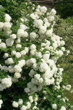 European Snowball Viburnum Bush - 3 Gallon Pot 8 European Snowball Viburnum Bush - 3 Gallon Pot -Shrub Plant Shop Viburnum European Snowball 1