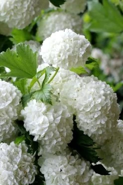 European Snowball Viburnum Bush - 3 Gallon Pot 9 European Snowball Viburnum Bush - 3 Gallon Pot -Shrub Plant Shop Viburnum European Snowball 5